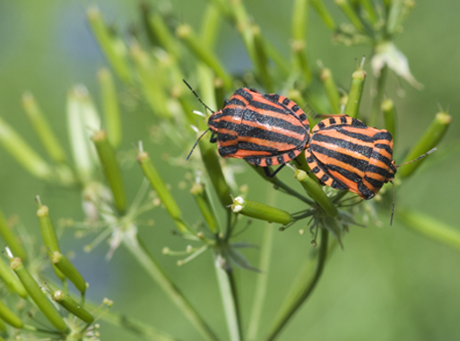 Graphosoma lineatum